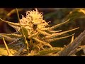 HD Indoor Grow Update; BLUEBERRY D.J. Short's from Dutch Passion Seeds Week 4