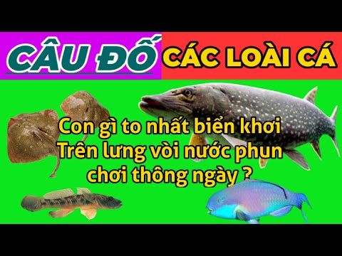 Những câu đố vui hay nhất có đáp án phần 34 | Đố vui có đáp án