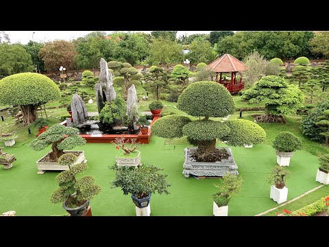 Phát hiện vườn hồng đẹp xuất sắc Thái Nguyên, có 1 0 2