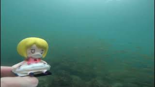 Sing Sing Rabbit in the sea