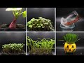 Growing Plants Time Lapse Compilation #3 - 73 Days Of Growing In 2 minutes