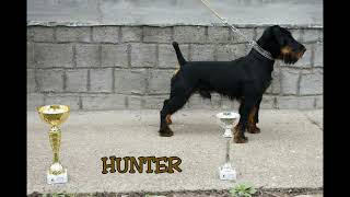 Deutscher Jagdterrier Tisin Son In Memoriam