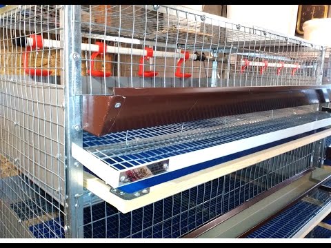 Клетки для перепелов ютуб Клетки для перепелов ютуб
