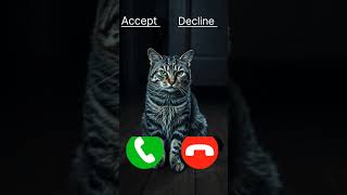 When Lost Cat Is Calling Random People