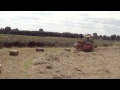 Deutz D6206 + Fella hark - Fendt 309LS turbomatik + New Holland 570