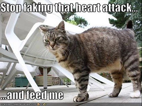 When LOLCats Go Bad Evil LOL Cats