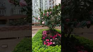 Taman Bunga Camelia
