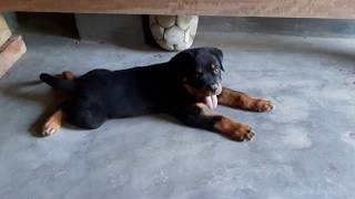 Rottweiler Dog cute puppy funny play football