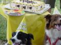 Doggie Bag Cafe Pet Party Planners