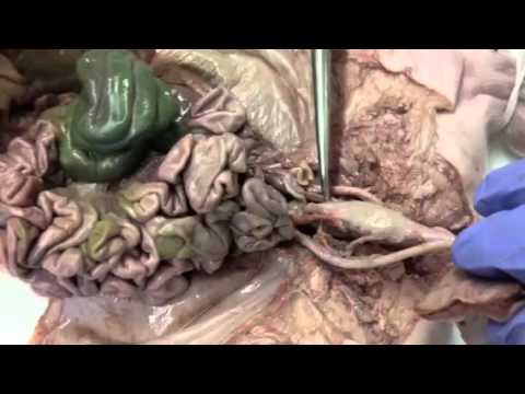 Umbilical vein and arteries female fetal pig dissection - YouTube