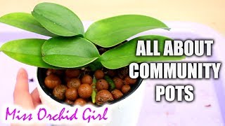Orchid Community Pots - Pros And Cons Of Potting Multiple Orchids Together