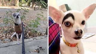Funny Chihuahua Has Evil-Looking Eyebrow
