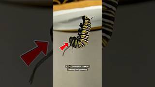 Caterpillar To Erfly