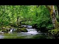 Relax 8 Hours-Relaxing Nature Sounds-Study-Sleep-Meditation-Water Sounds-Bird Song klip izle