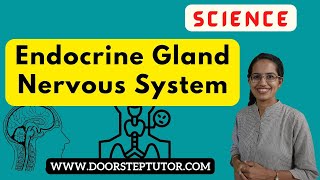 Endocrine Glands Versus Nervous System Know The Difference Science Nso Olympiad