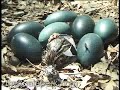 emu egg hatching in the bush