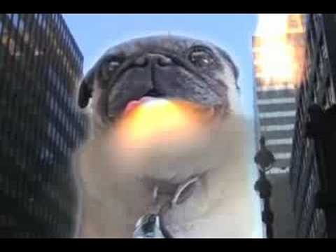 is jake the a pug jake the pug is jake the a pug jake the pug