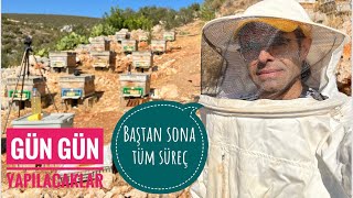 Yeni Başlayanlar İçin Arıcılıkta Kovan Bölme Baştan Sona