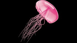 Wooden Elbow - JellyFish