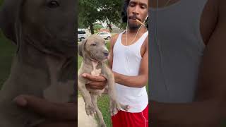 1000 Blue Brindle Female Available
