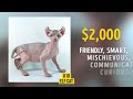 19 Awesome Cats That Cost a Fortune