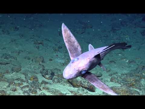 Creepy Ghost Shark With Parasites | Nautilus Live