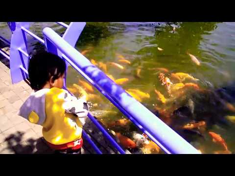 Wouww ikanya banyak banget | ufaira kasih makan ikan besar