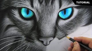 How to Draw Realistic Cat for BEGINNERS | Fur Drawing Technique