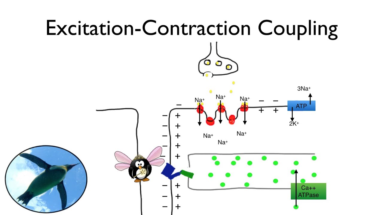 It's Exciting! It's Excitation-Contraction Coupling! - YouTube
