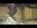 PETA US' Investigation: Sheep Killed, Left to Die for U.S. Wool