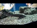 Video Харьковский океанариум Немо - Lepisosteus oculatus Spotted Gar Щука Панцирная