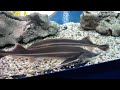 Харьковский океанариум Немо - Lepisosteus oculatus Spotted Gar Щука Панцирная