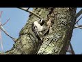 Woodpecker pecking a tree in our backyard　（家の庭のキツツキ）