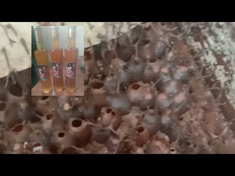 sedut madu lebah kelulut itama super ganas..