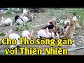 Tập cho Thỏ có thói quen như sống trong môi trường tự nhiên