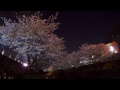 日が暮れて 桜輝き出す。(奈良 三室山 富雄川)