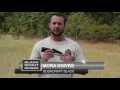 Mora