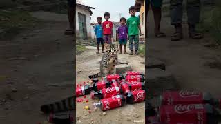 Fun Things About Cute Cats S Confusing Behavior S Daily Life Bad Intentions Can A K
