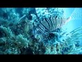 Aqua Marine (Visualiser)