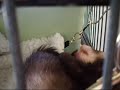 baby ferret chewing on her tail/paws