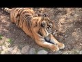 Видео Тигр (Киевский зоопарк)/Tiger (Kyiv Zoo)