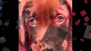 Watch Guy Where Did The Love Go video