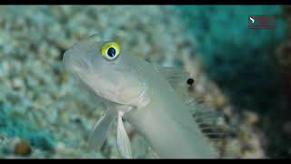 SIXSPOT GOBY 25