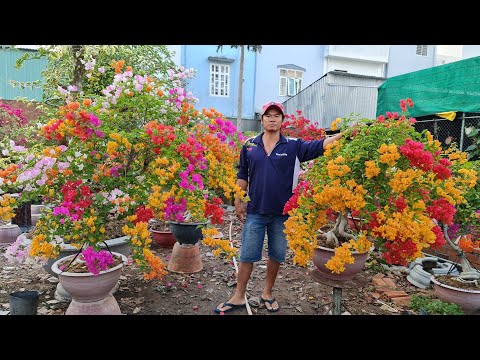 Chào giá Bông giấy Mỹ ghép ngũ sắc Thái | Minh Quang ngày 19/02
