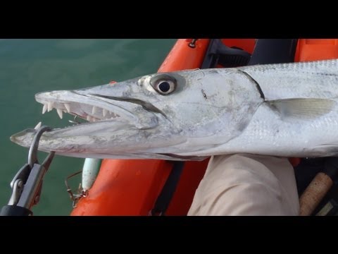 Big Kayak Barracuda - Florida Keys Fishing Big Kayak Barracuda - Florida Keys Fishing klip izle