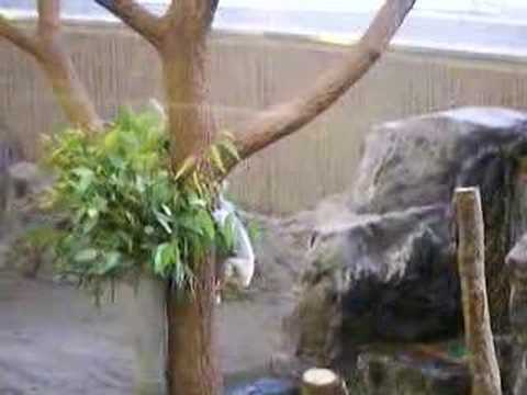 ヨシムと佐々木さんで金沢動物園のコアラ【２】　Koala in Kanazawa Zoo