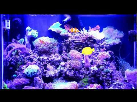 Gallon Fish Tank on Part 2 My 55 Gallon Marine Salt Water Aquarium Coral Reef Fish Tank
