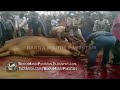 Beautiful Cow Qurbani Karachi