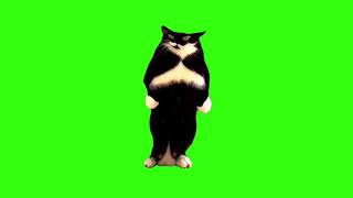 I’m The Catman Green Screen