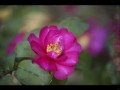 【乱れ髪】 美空ひばり*マリンAK 마린AK【MalilinAK】 【乱れ髪】 美空ひばり*マリンAK 마린AK【MalilinAK】